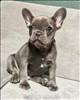 AKC French Bulldog Puppy!! in Pekin - TradinPost Classifieds